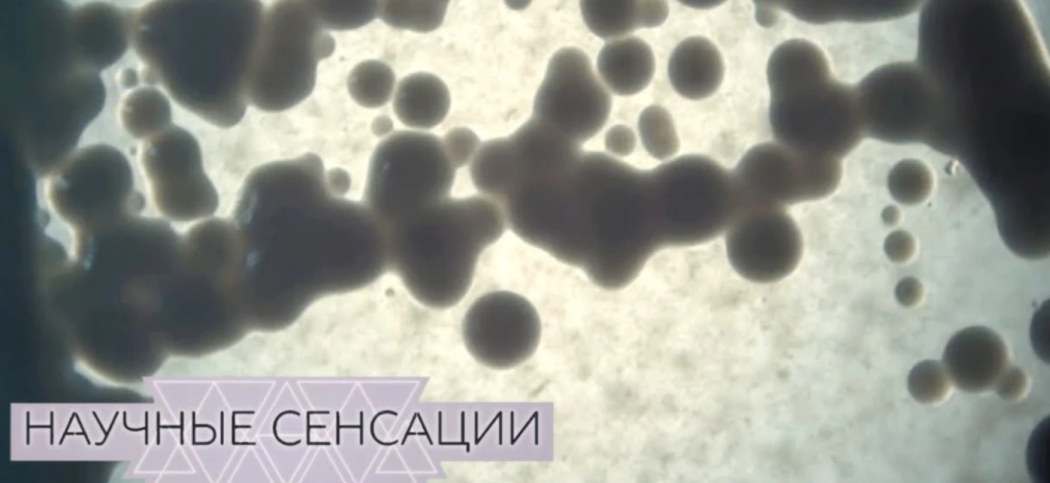 Рассказ про клетку 5 класс биология