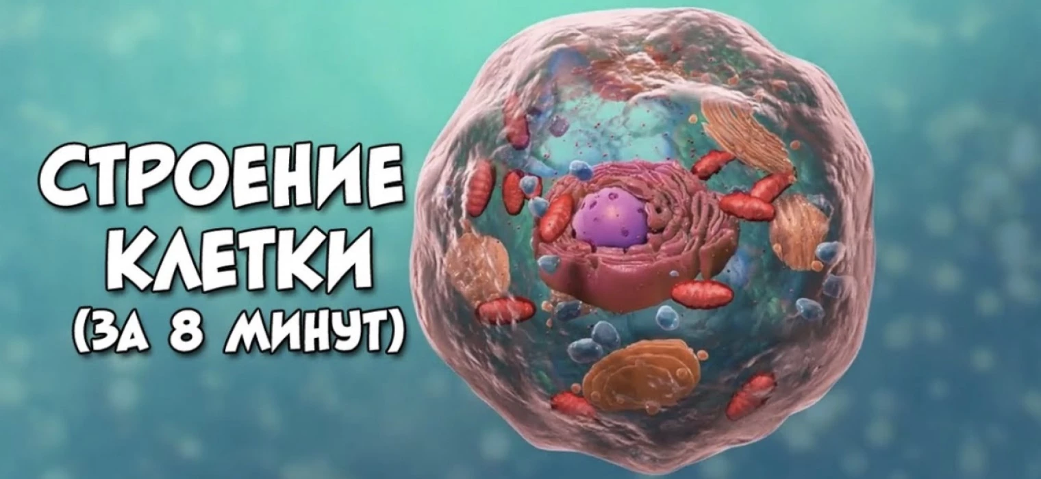 Рассказ про клетку 5 класс биология