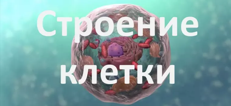 Рассказ про клетку 5 класс биология